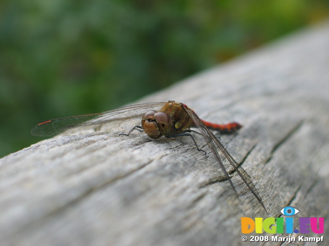 28161 Red Dragonfly on tree Common Darter (Sympetrum striolatum)